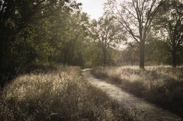 Haze Trail picture