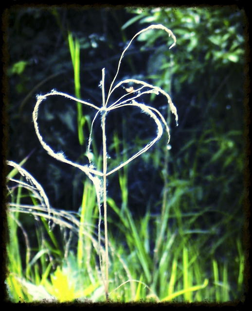 Heart of Grass picture