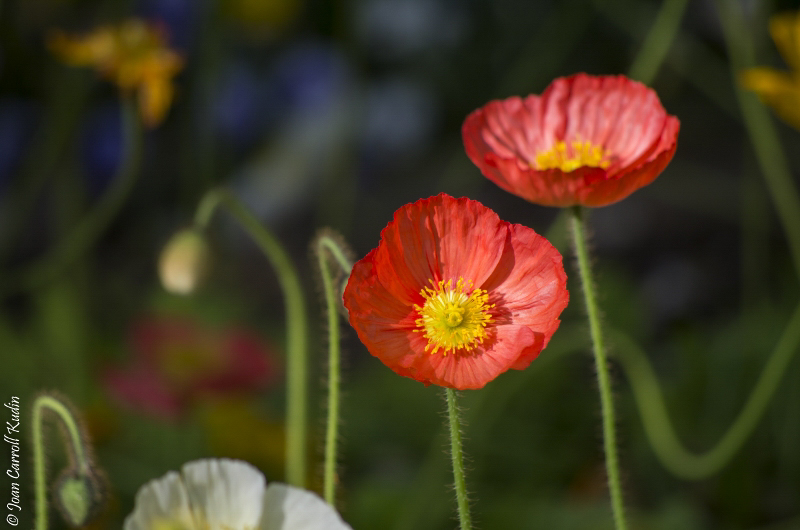 In the Garden of Ferrari-Carano picture