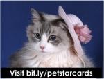 Pet Star Cards