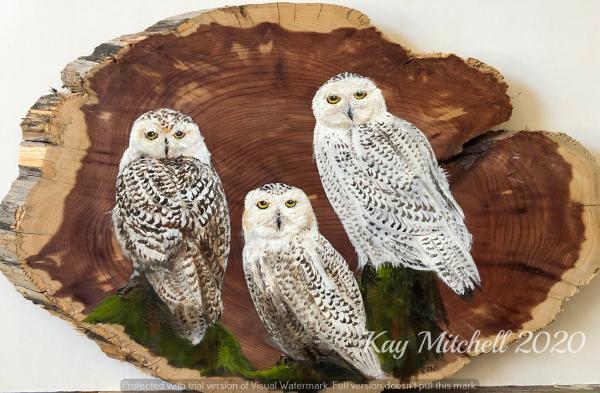 Trio of Snowy Owls