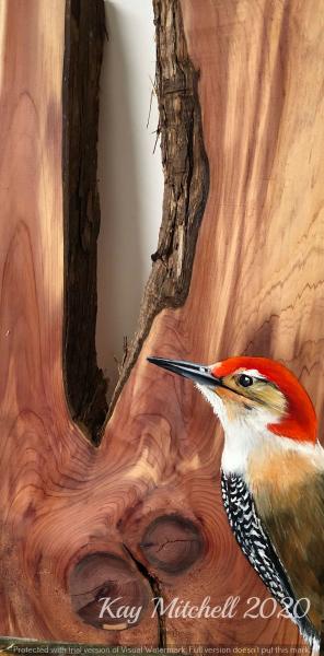 Peeping Red-bellied Woodpecker