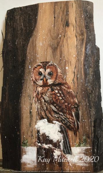 Tawny Owl in Snow picture