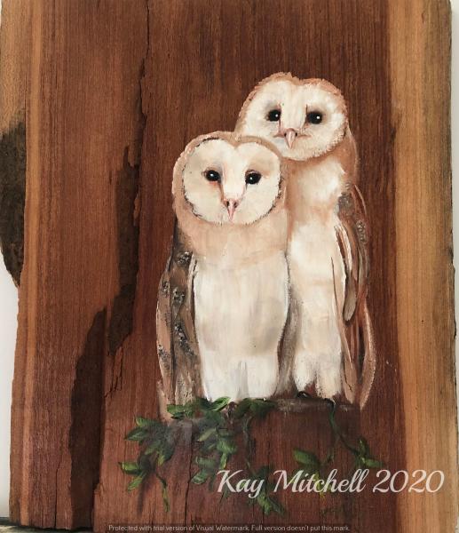 Barn Owl Twins picture