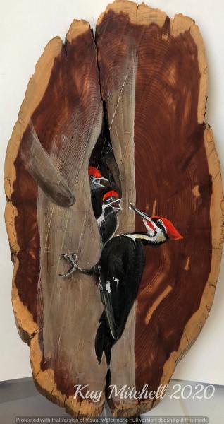 Pileated Woodpecker with Young