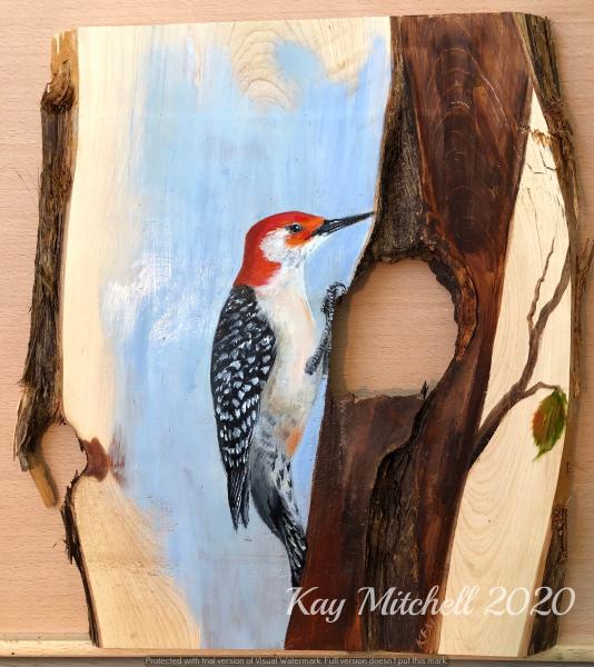 “There’s a hole in this tree” Red-bellied Woodpecker picture