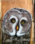 Great Gray Owl