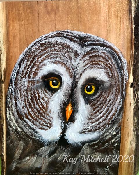 Great Gray Owl picture