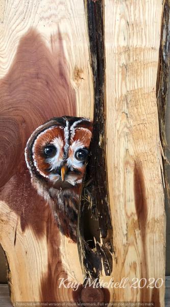 Peeping Tawny Owl picture