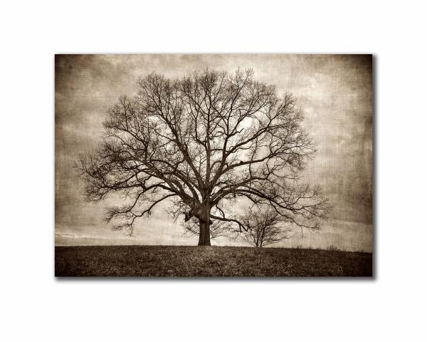 Oak Tree - 18x28 Canvas (with Frame option) picture