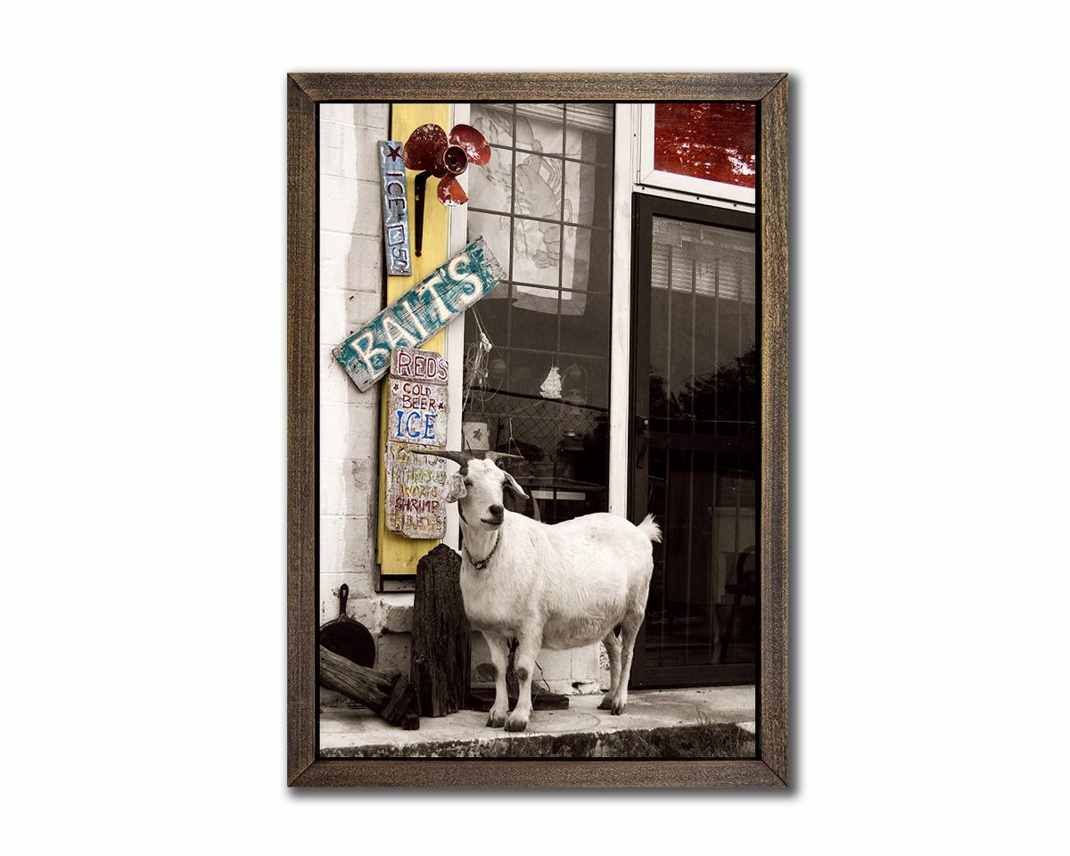 The Goat - 18x28 Canvas (with Frame option) picture