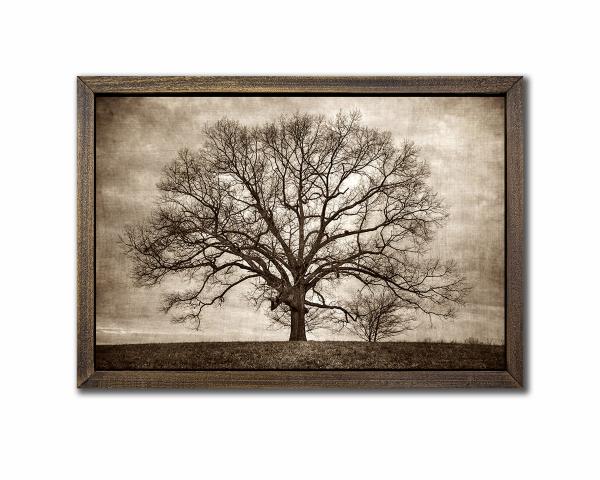 Oak  Tree - 28x42 Canvas (with Frame option) picture