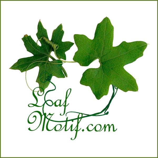 Leaf Motif