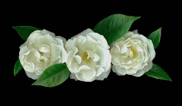 White Roses picture