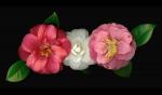 Tres Camellias