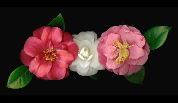 Tres Camellias picture