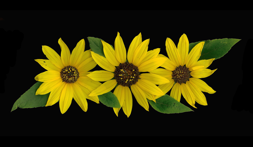 Sunflowers Trio