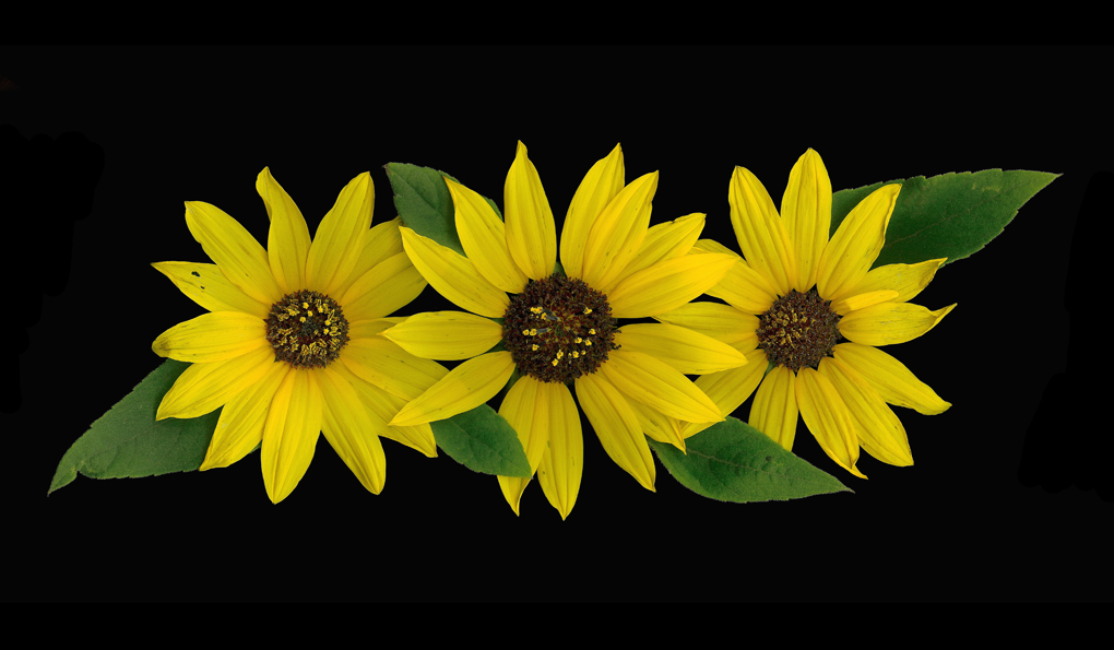 Sunflowers Trio picture