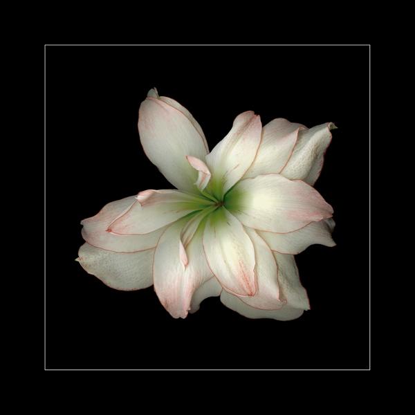 Amaryllis 1 (ID: E-10-L) picture