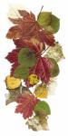 Botanical Collage (ID: C-28-L)