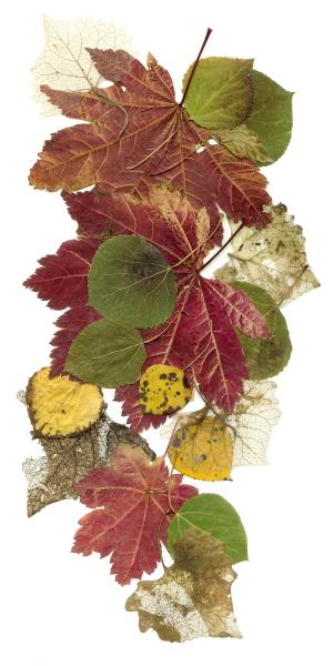 Botanical Collage (ID: C-28-L)