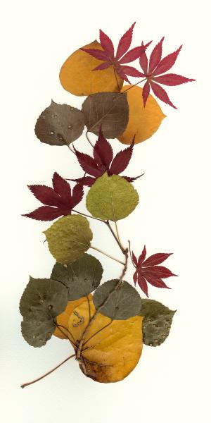 Botanical Collage (ID: C-4)