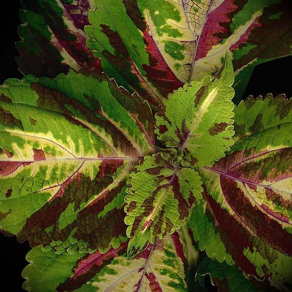 Coleus 2 (ID: D-16-L) picture