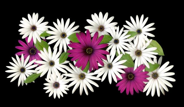 African Daisy Cogwheels picture