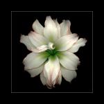 Amaryllis 2 (ID: E-11-L)