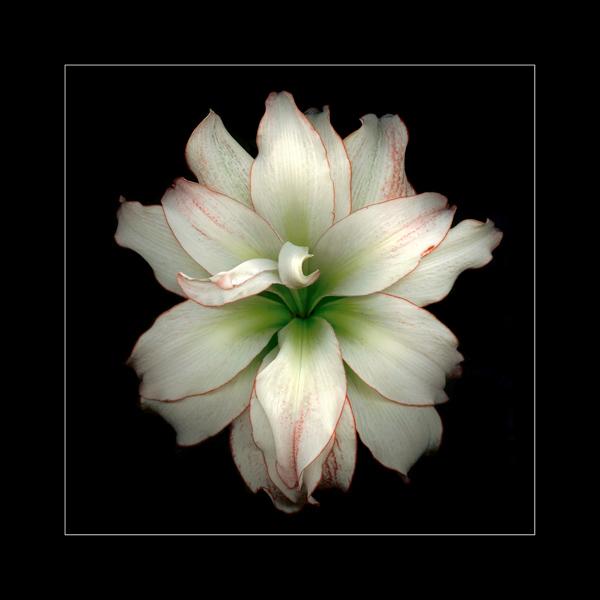 Amaryllis 2 (ID: E-11-L) picture