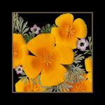 California Poppies Close-up (ID: A-25)