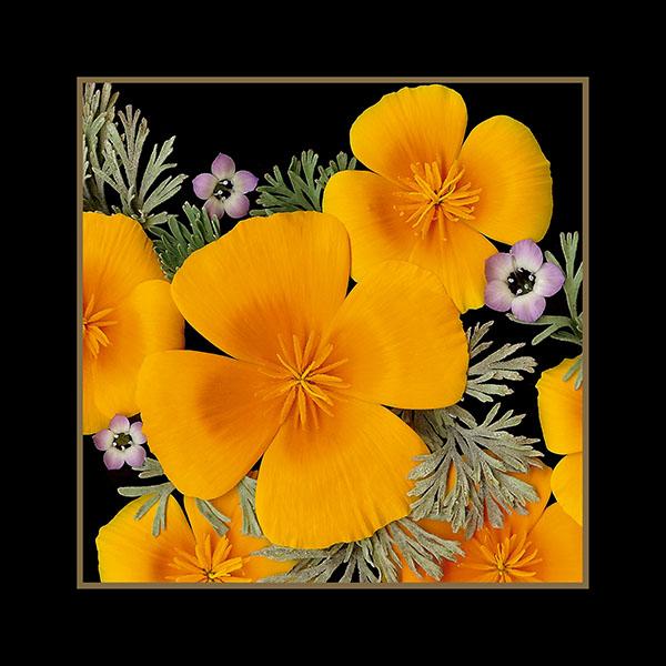 California Poppies Close-up (ID: A-25) picture