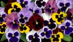 Pansy Potpourri