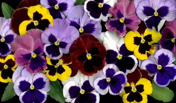 Pansy Potpourri