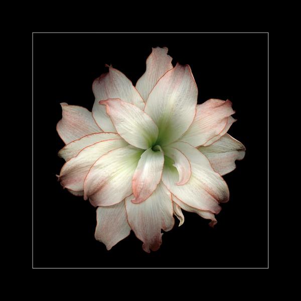 Amaryllis 3 (ID: E-12-L)