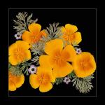 California Poppies (ID: D-19-L)