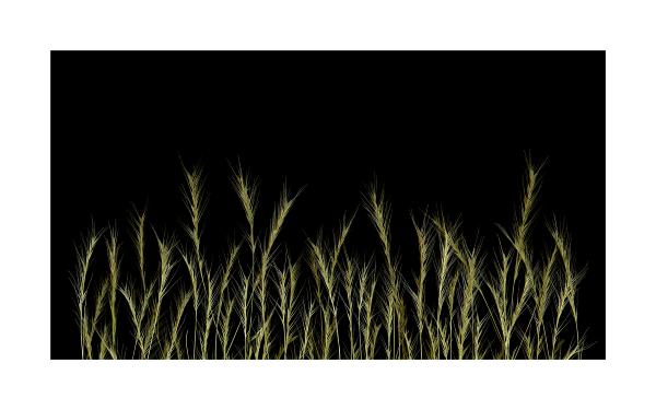 Native Grasses