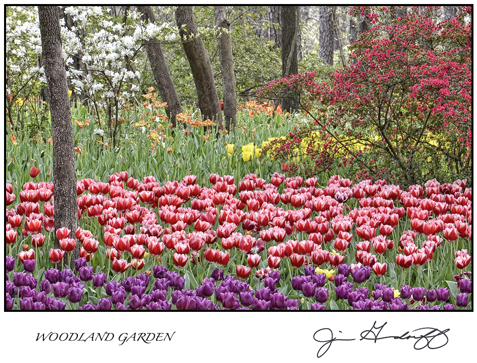 GREETING CARDS 2  - $4 each • State your image preference(s) in the "ADD A NOTE" box of your shopping cart! picture