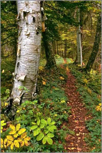 THE PATHWAY - gallery-wrapped canvas • 8" x 12" • $40 / 16" x 24" • $120