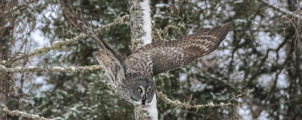 GREAT GREY OWL - gallery-wrapped canvas • 8" x 12" • $40 / 12" x 30" • $120 picture