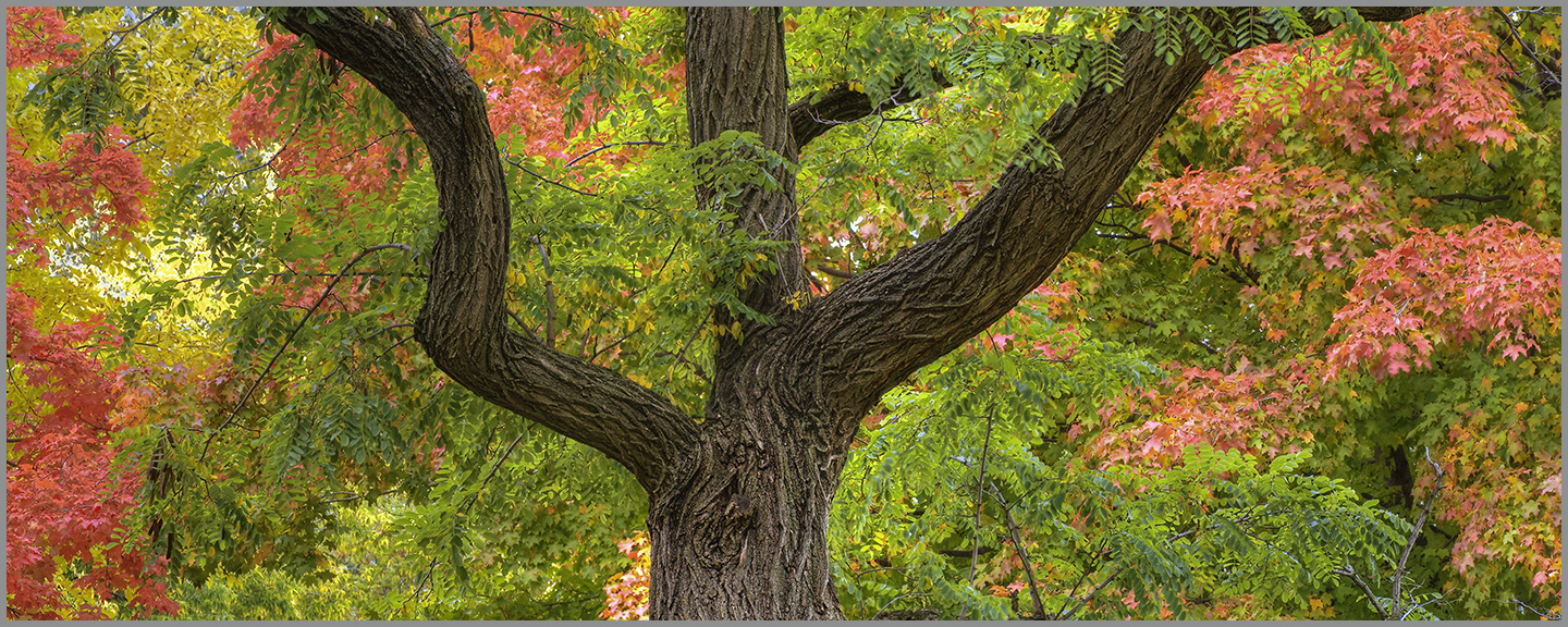 A GOOD NEIGHBOR - gallery-wrapped canvas •  8" x 12" • $40 / 12"x30" • $120 picture