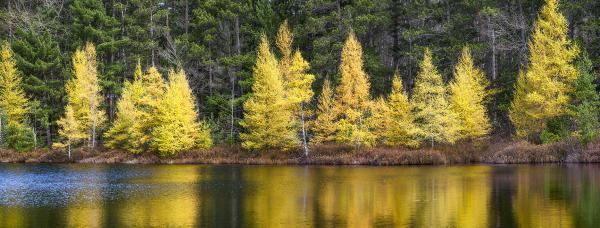 TAMARACKS - gallery-wrapped canvas •  8" x 12" • $40 / 12" x 30" • $120 picture