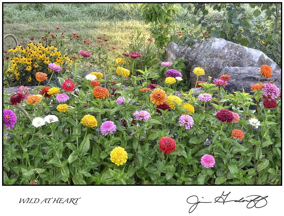 GREETING CARDS 2  - $4 each • State your image preference(s) in the "ADD A NOTE" box of your shopping cart! picture