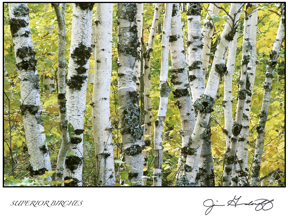 GREETING CARDS  - $4 each • State your image preference(s) in the "ADD A NOTE" box of your shopping cart! picture