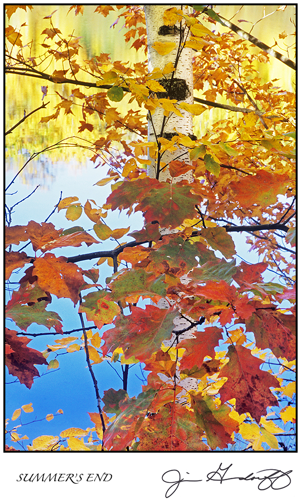 GREETING CARDS 4  - $4 each • State your image preference(s) in the "ADD A NOTE" box of your shopping cart! picture