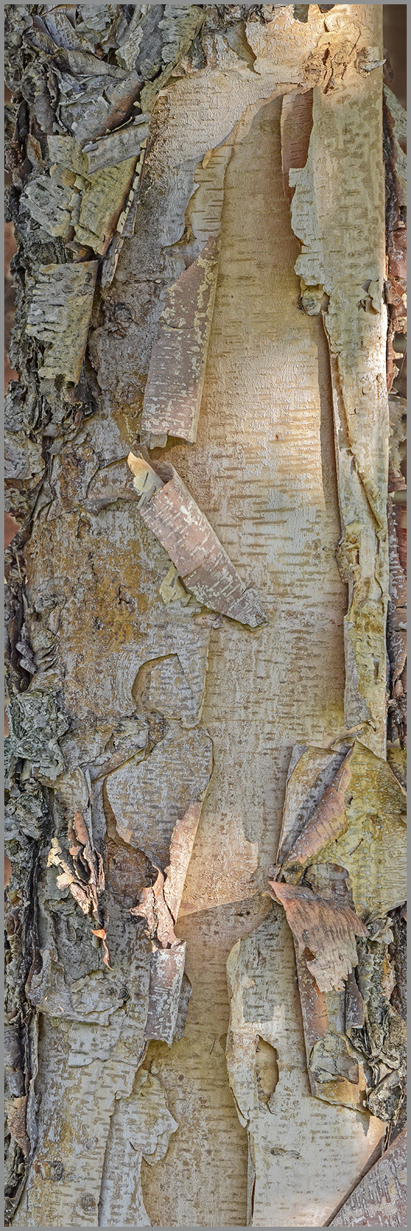 BIRCH DETAIL- gallery-wrapped canvas •  8" x 12" • $40 / 12"x30" • $120 picture