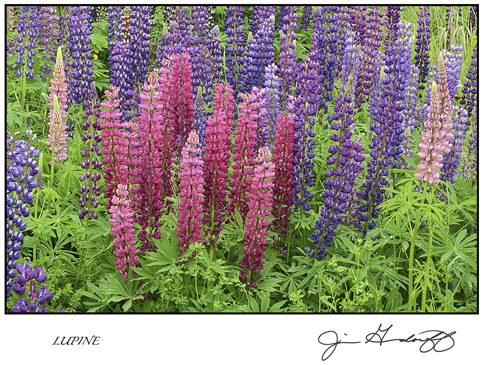 GREETING CARDS 2  - $4 each • State your image preference(s) in the "ADD A NOTE" box of your shopping cart! picture