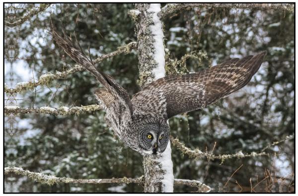 GREAT GREY OWL - gallery-wrapped canvas • 8" x 12" • $40 / 16" x 24" • $120