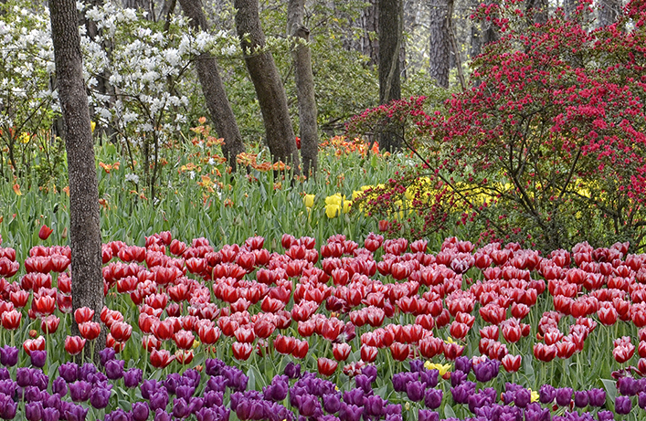 WOODLAND GARDEN - gallery-wrapped canvas •  8" x 12" • $40 / 16" x 24" • $120 picture