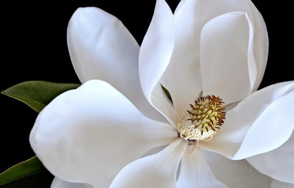 Magnolia